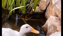 Os animais mais fofos do mundo N•488
