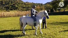 Os animais mais fofos do mundo N•494