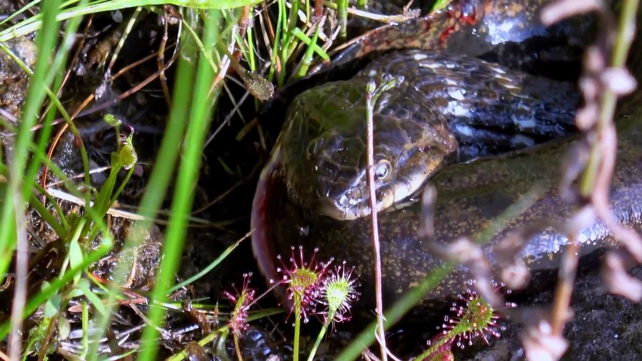 Natures struggle for survival water snake devours mudpuppy