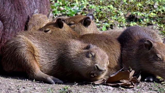 Baby Capybara Yawns and Falls Asleep Under His Mother's Watchful Eye