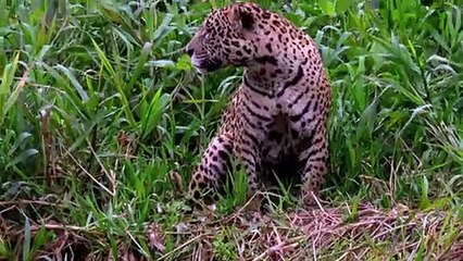 Tourists unintentionally come face to face with jaguar in Brazil's Pantanal