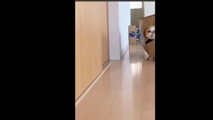 [Le Chat Rigolo] Video 10