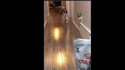 [Le Chat Rigolo] Video 16