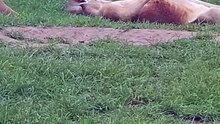 Kangaroo relaxing