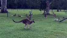 Welcome to Australia 🇦🇺