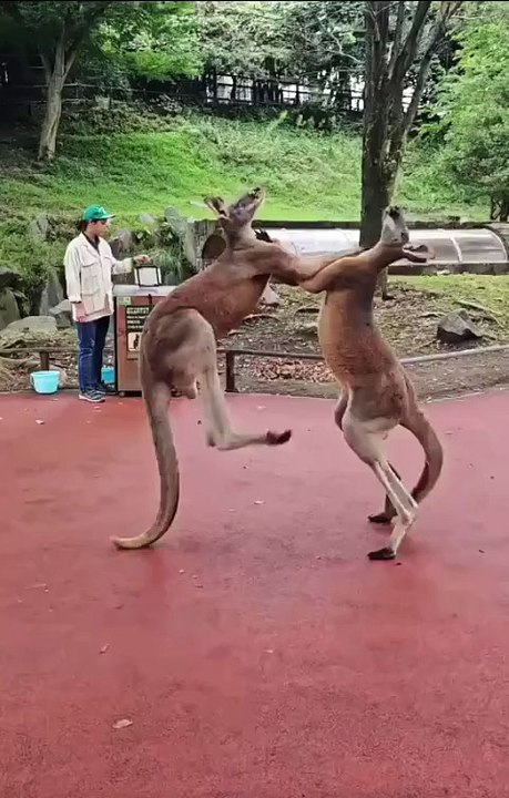 Welcome to Australia 🇦🇺