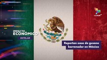 Caso de gusano barrenador en México IMPACTO ECONÓMICO ESTELAR 24-09-2025