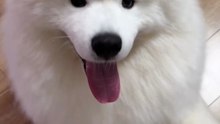“Has to Take EVERYTHING to the Sofa to Eat! 😂” | Samoyed Daily Shorts