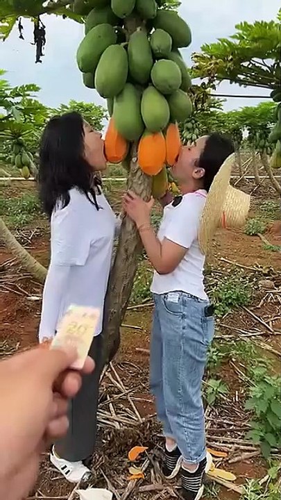 🌿 Freshness in every bite 🍎🍊🥭 – Nature’s gift straight from the farm to your heart 💚✨