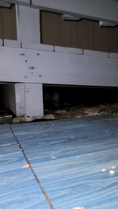 Kittens Trying To Play With Armadillo