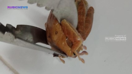 Bikin Heboh Katak Beracun Masuk ke Area Lingkungan Sekolah Rakyat Banyuwangi, Dinas Pemadam Kebakaran dan Penyelamatan Lakukan Evakuasi dengan Cepat