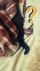 Find the cat :) #cat #cold #goodmorning #shorts #Funny #funnycats #Cute #viralcats #fyp