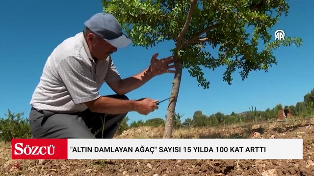Ağacın köküne kireç dökerek hasat ediyorlar: Kilosu 20 bin lira