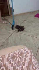 Cat Turns Plant Spill Cleanup Into Never-Ending Mess