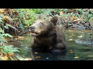 Bear Enjoys A Relaxing Bath In National Forest