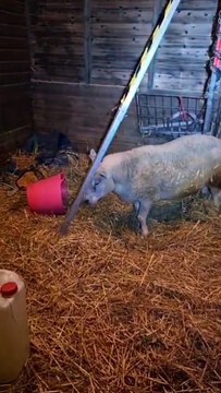 Dave the Sheep takes his first steps after spending summer in a wheelchair