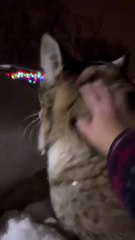 In Russia all animals are friend shaped