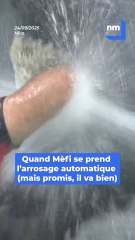 Les images de la petite mésaventure de l'emblématique mascotte Mèfi, juste avant la rencontre OGC Nice-AS Roma