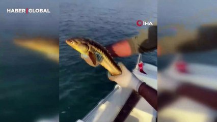 Sakaya'da oltasına takıldığını görünce, hemen denize bıraktı!