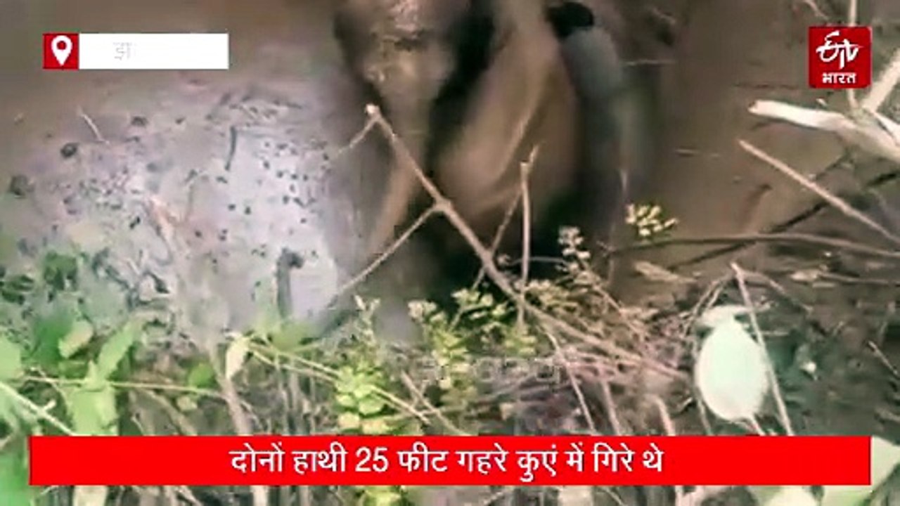 रामगढ़ में वन विभाग ने दो हाथियों का सफल रेस्क्यू किया, 25 फीट गहरे कुएं में गिर गए थे दोनों