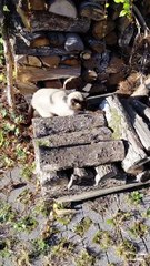 Cat & Final Rays of Summer—and Loves Every Second! #cat #funny #funnycats #shorts #viralcats #fyp #cute