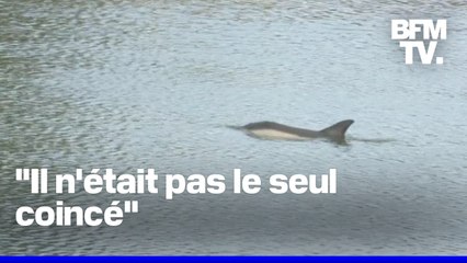Bretagne: un dauphin se retrouve bloqué dans le port de Saint-Goustan