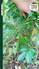 कॉफीच्या झाडापासून ते पावडरपर्यंतचा प्रवास