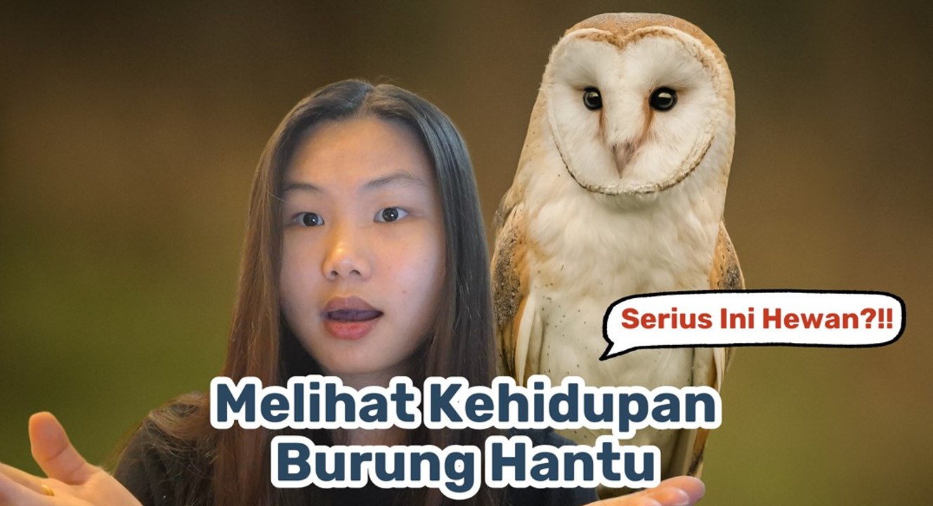 Mengenal Burung Hantu, Penguasa Malam yang Mist...