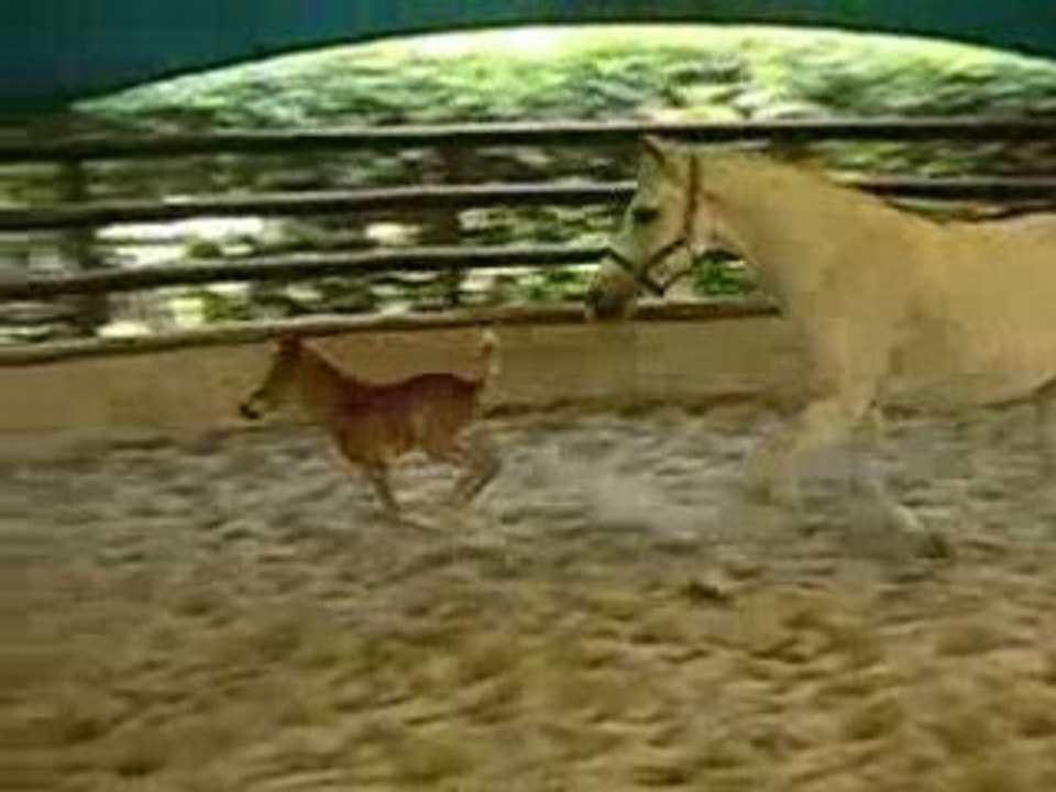 Ushuaïa fait courir sa mère