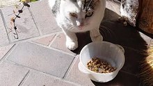 Another Hungry Neighbor :) #shorts #cat #funny #funnycats #viralcats #fyp #cute