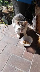 Another Hungry Neighbor :) #shorts #cat #funny #funnycats #viralcats #fyp #cute