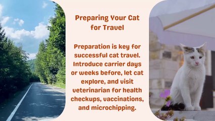 Preparing Your Cat for Travel: Expert Tips from Andrei Khatchatourov