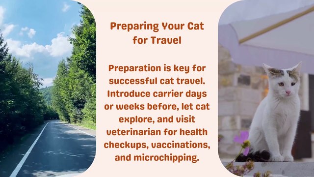 Preparing Your Cat for Travel: Expert Tips from Andrei Khatchatourov