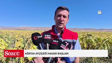 Ağrı'da ayçiçeği hasadı başladı: Çerezlik çekirdek rekor gelir getiriyor
