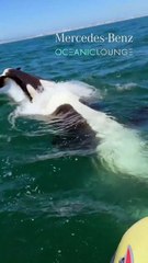 Des orques attaquent un voilier avec cinq personnes à bord et le coulent