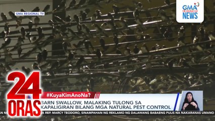 Laksa-laksang barn swallow o salimbabatang, namataan sa Panabo City | 24 Oras