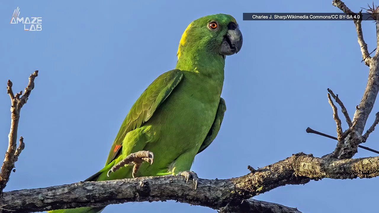 How Can Birds Be Bilingual? These Parrots Are Proving Anything is Possible