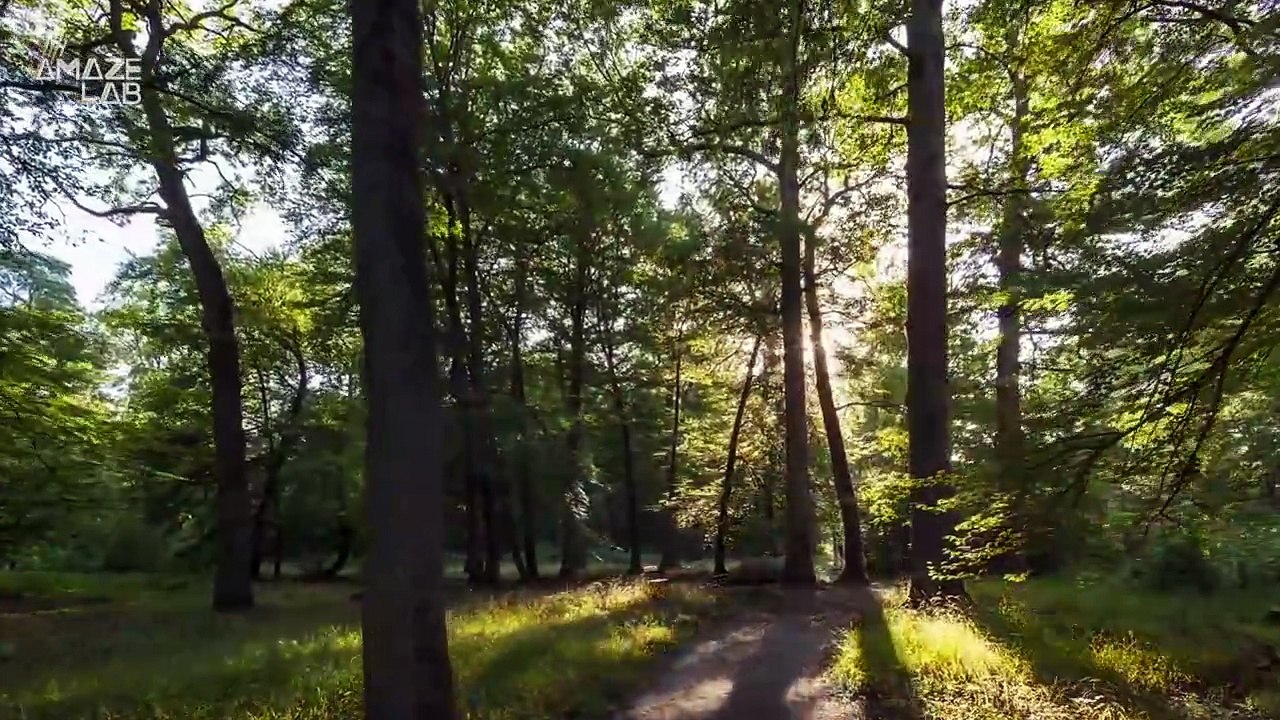 Listen Closely to the Forest Floor Because It Could Tell You A Lot About Its Health