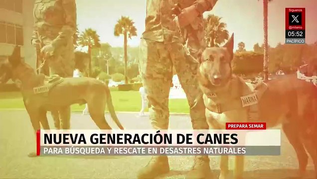 Perritos rescatistas continúan el legado de Frida en la Marina