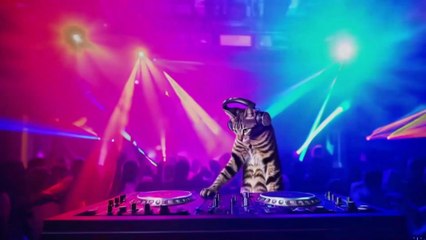 Mix 1H 🎧 Cat DJ – Electro Dance Music for Gaming 🎮 | Fun DJ Cat Meow Party