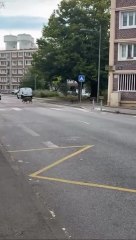 Des sangliers en vadrouille sur les Hauts de Rouen