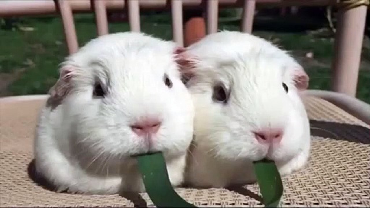 Guinea pigs playing tug of war with a blade of grass…😅