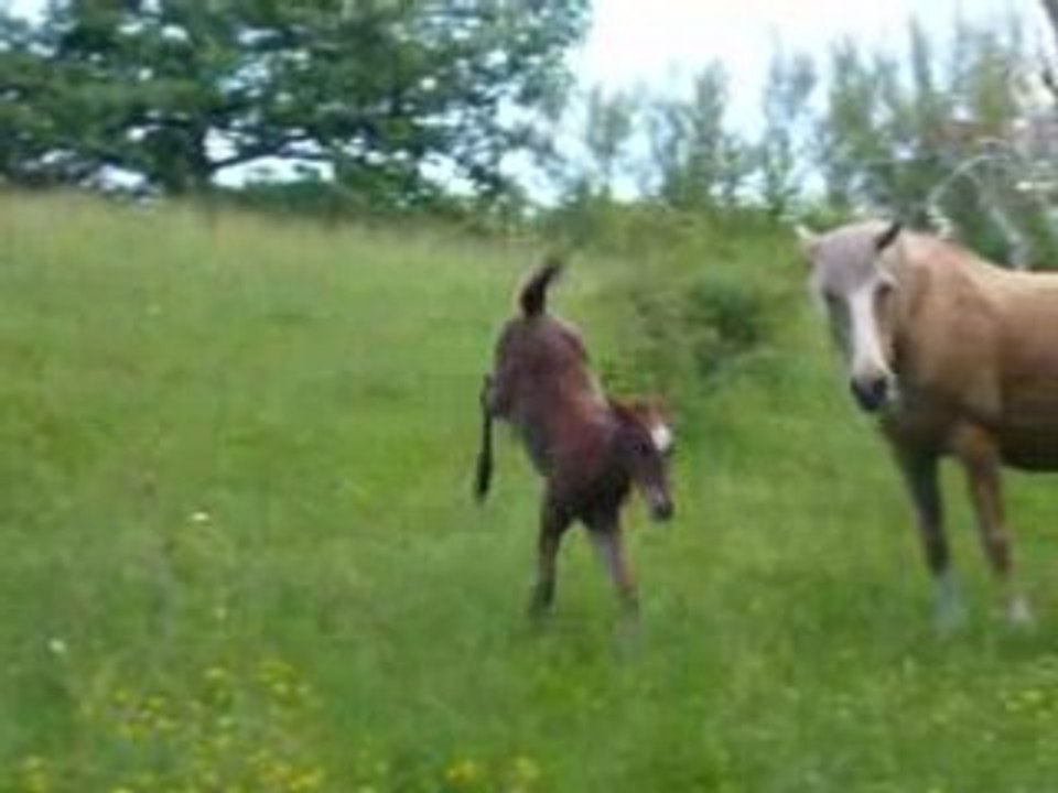 Palomino2008 244