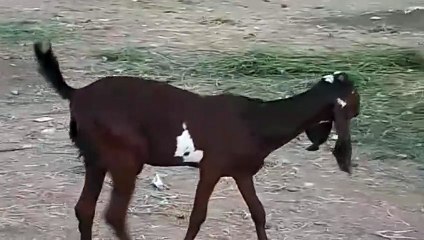 Young Nagri Goat/Beautiful,