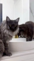 Don`t Forget About It Before You Go To Bed :) #goodnight #shorts #viralcats #funny #funnycats #cute #fyp