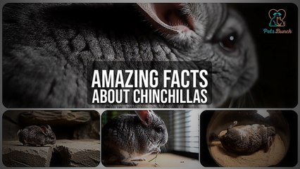 Amazing Facts About Chinchillas You NEED to Know!