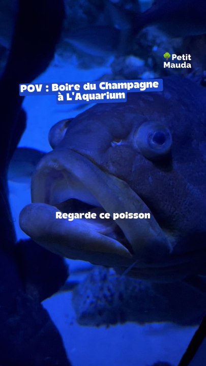 Des poissons jamais vus comme ça ! 📍 Aquarium de Paris, 5 Avenue Albert de Mun, Paris 16©️ Crédit : @petitmauda🎁 Tous nos bons plans en bio ! ❤️‍🔥👉🏻 Abonne-toi pour découvrir d’autres spots insolites à Paris !
