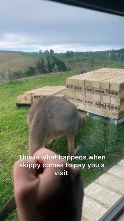 Kangaroo diaries only in Australia 🇦🇺