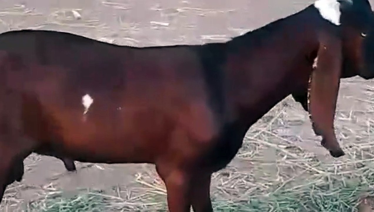 Goat for Sale