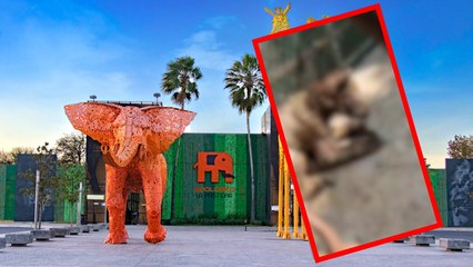 Monterrey: Osa en el Zoológico La Pastora se viraliza por deplorable estado